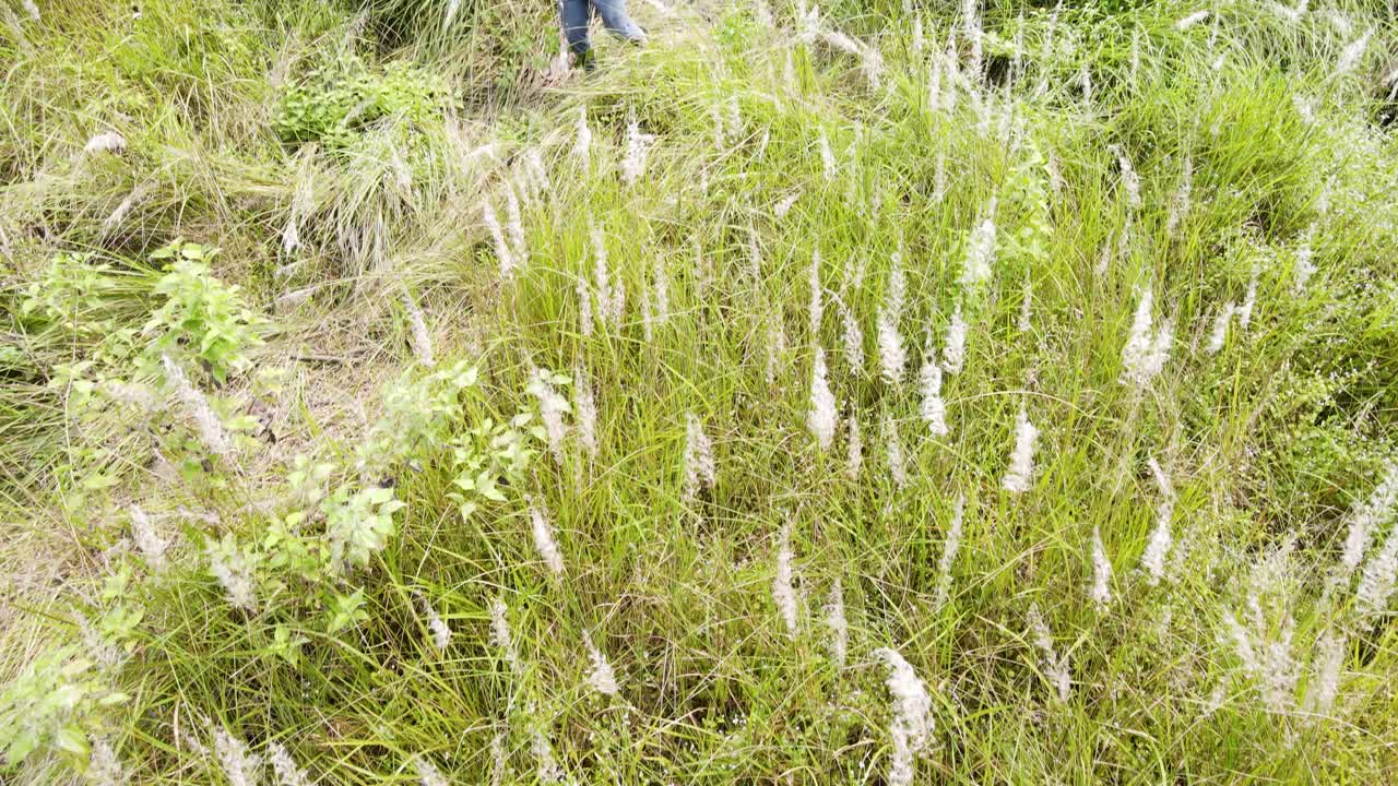 Kashful Or Wild Sugarcane Plant In Bangladesh - Close Up