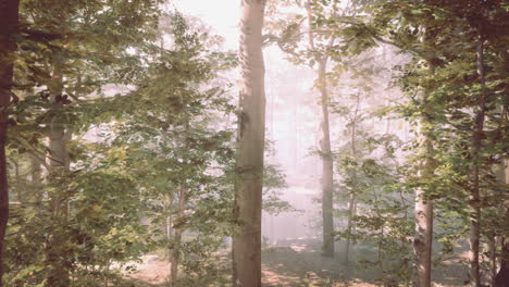 misty forest path