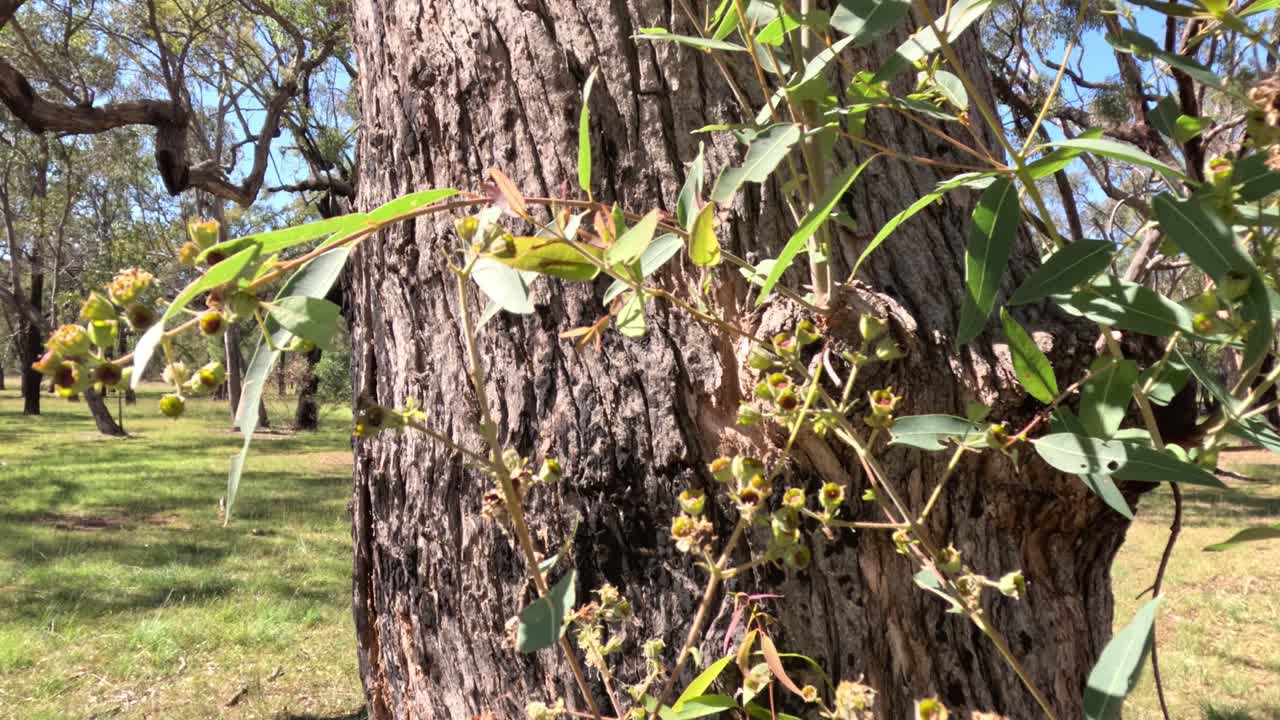 빛 에 잎 과 꽃 이 있는 유칼립투스 나무
