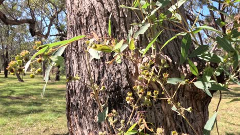 eucalyptus tree with leaves and flowers in sunlight