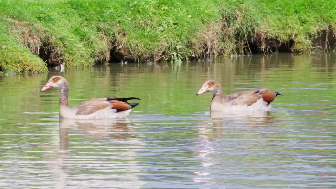 Due oche egiziane scivolano placidamente sull'acqua verde. Una immerge la testa, cercando cibo. Rive erbose incorniciano la scena tranquilla. Momento di vita selvaggia naturale catturato in luce soffusa