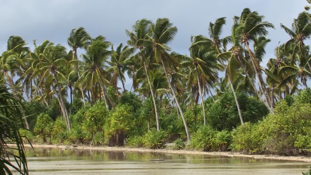 Palm trees from Fanning Island Atoll in the Pacific Ocean