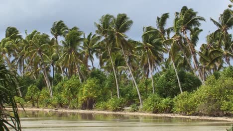 palm trees from fanning island atoll in the pacific ocean