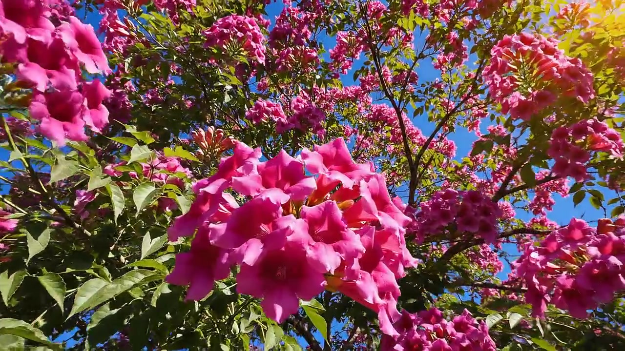 Rosa blommande trumpetträd mot klarblå solig himmel