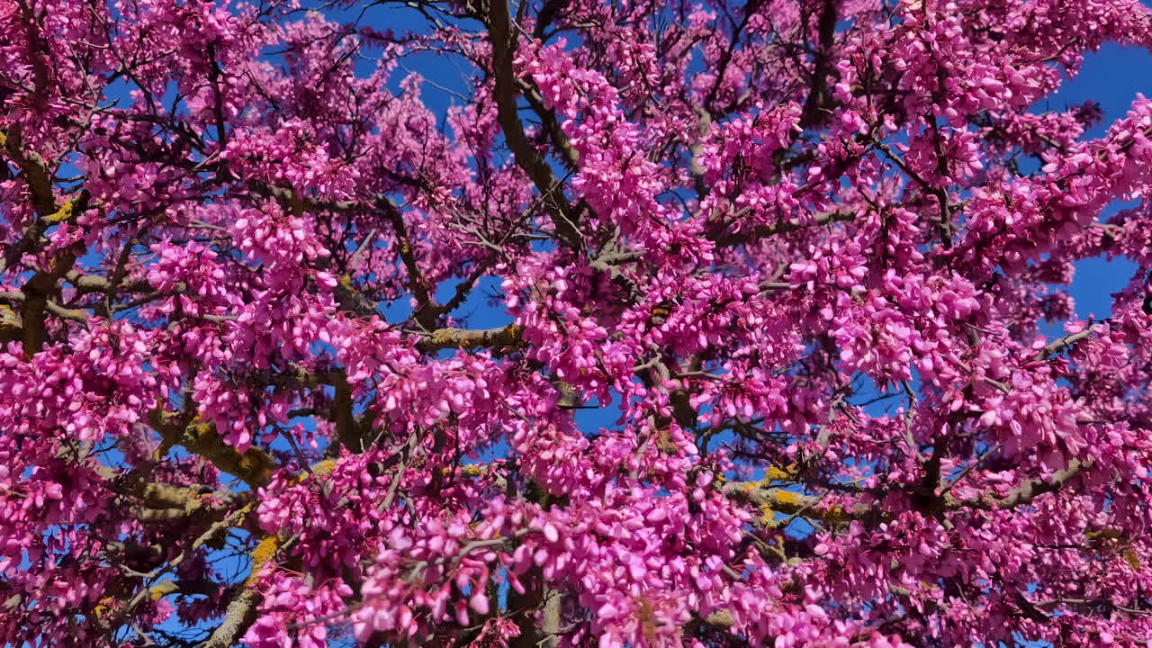 vista panorámica en cámara lenta de flores de color púrpura en un árbol con el cielo azul en el fondo