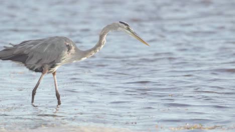 Gran-Garza-Azul-Cazando-Y-Buscando-Peces-En-El-Océano-En-Cámara-Lenta