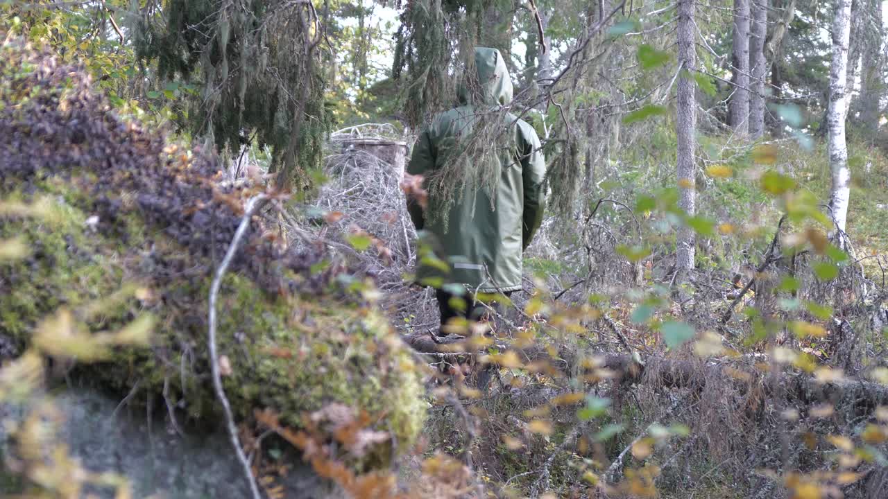 hombre con chaqueta impermeable y capucha caminando en bosques de abedules de vegetación escandinava