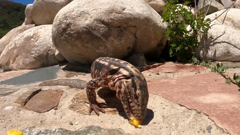 primer plano de lagarto tegu rojo salvaje comiendo fruta y mirando la cámara al sol - especie salvator rufescens