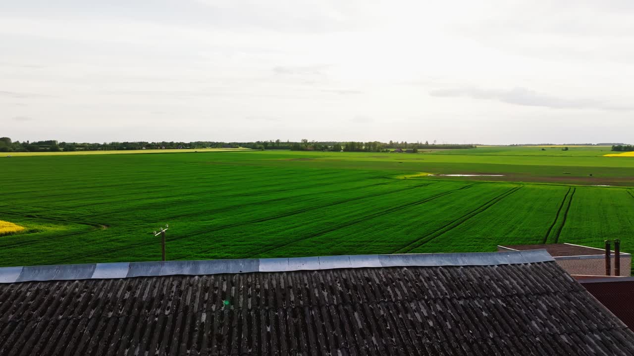 Drone sweeps low past rapeseed blossoms before climbing above rustic farm, 4K