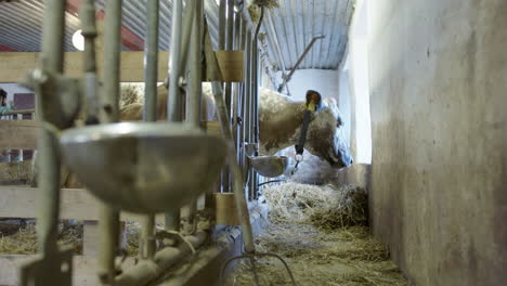 handheld - a cow that is being milked with its head through the bars eating