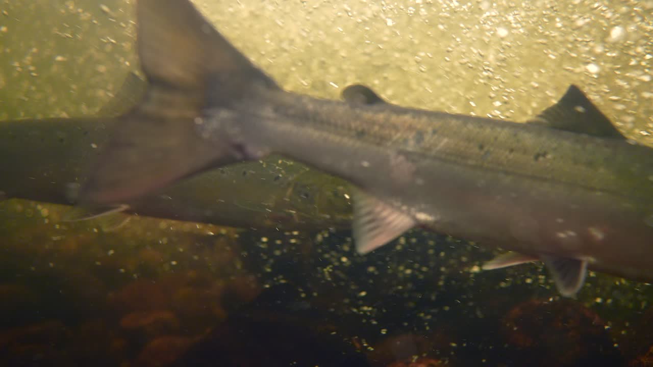 Underwater view reveals several fish gliding through a stream, surrounded by bubbles and natural vegetation, capturing the essence of aquatic life in a serene environment