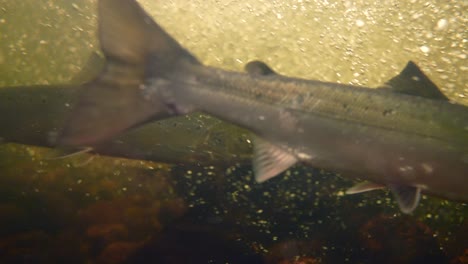 underwater view reveals several fish gliding through a stream, surrounded by bubbles and natural vegetation, capturing the essence of aquatic life in a serene environment