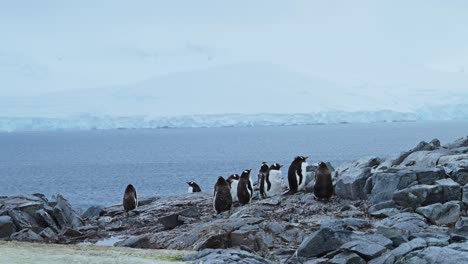 penguin colony on antarctica wildlife trip, antarctic peninsula animals and southern ocean sea water, penguins on rocky rocks on the antarctic coast in beautiful winter landscape scenery