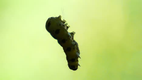 macro shot of a green caterpillar hover in the air on a tiny string in slow motion