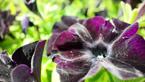 Close up of a dark purple petunia flower with delicate petals and a vibrant center, showcasing the beauty of nature in a garden setting