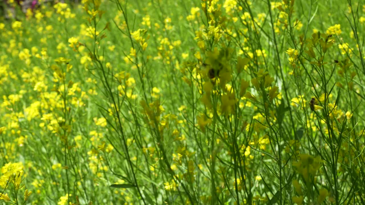 Honey Bee collecting honey from Natural Mustard flower - Close shot of Insect bees gathering nectar on yellow mustard flowers honey bee busy in an oilseed field