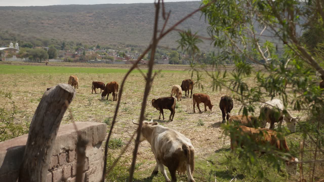 Mandria di bovini affamati che si nutre su un pascolo parzialmente secco, ripresa attraverso i cespugli con una catena montuosa sullo sfondo.