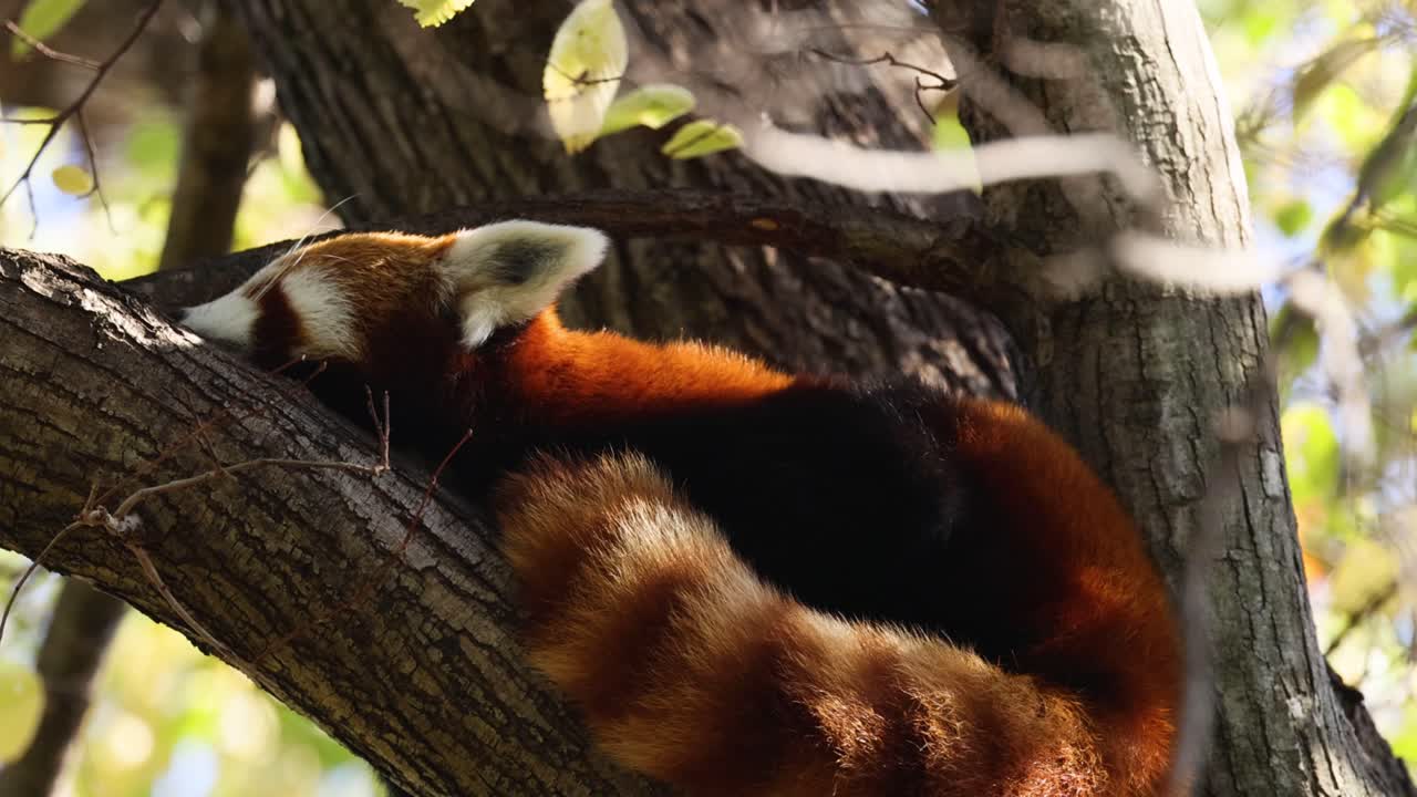 은 판다가 나무에서 평화롭게 잠을 자고 있다