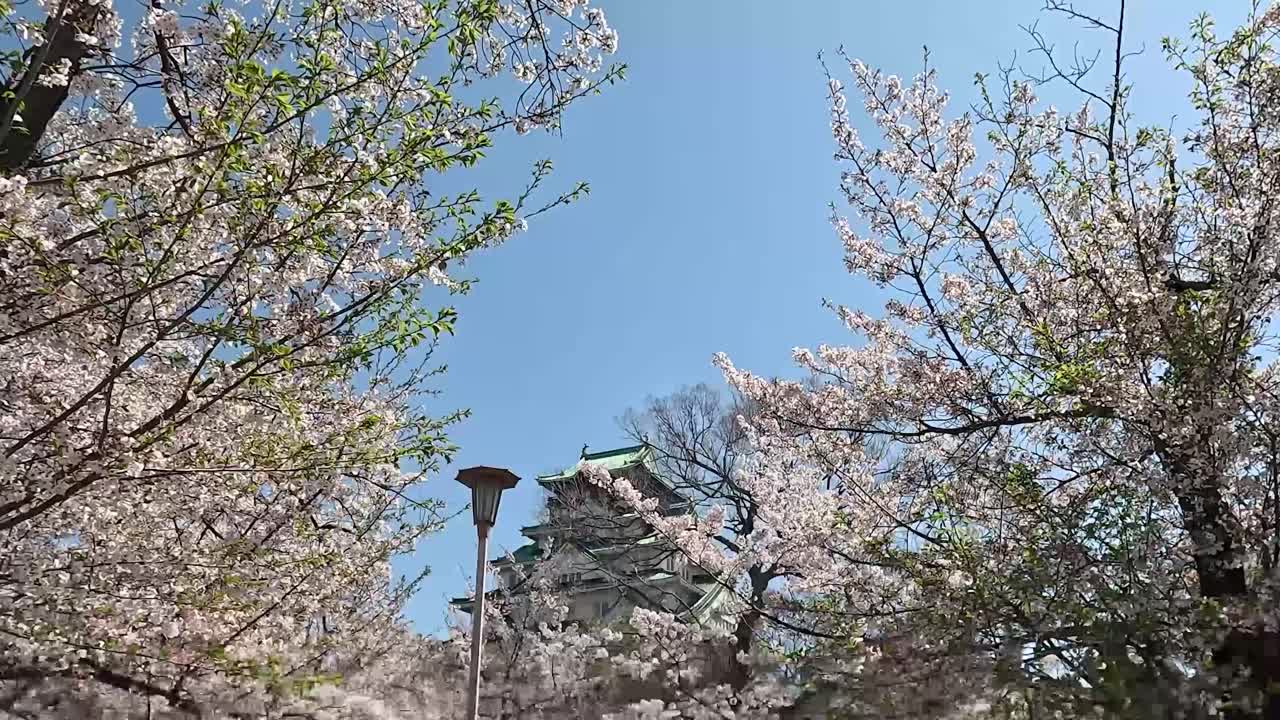 osaka, japón - las flores de cerezo adornan los terrenos del castillo de osaka - avión no tripulado volando hacia adelante