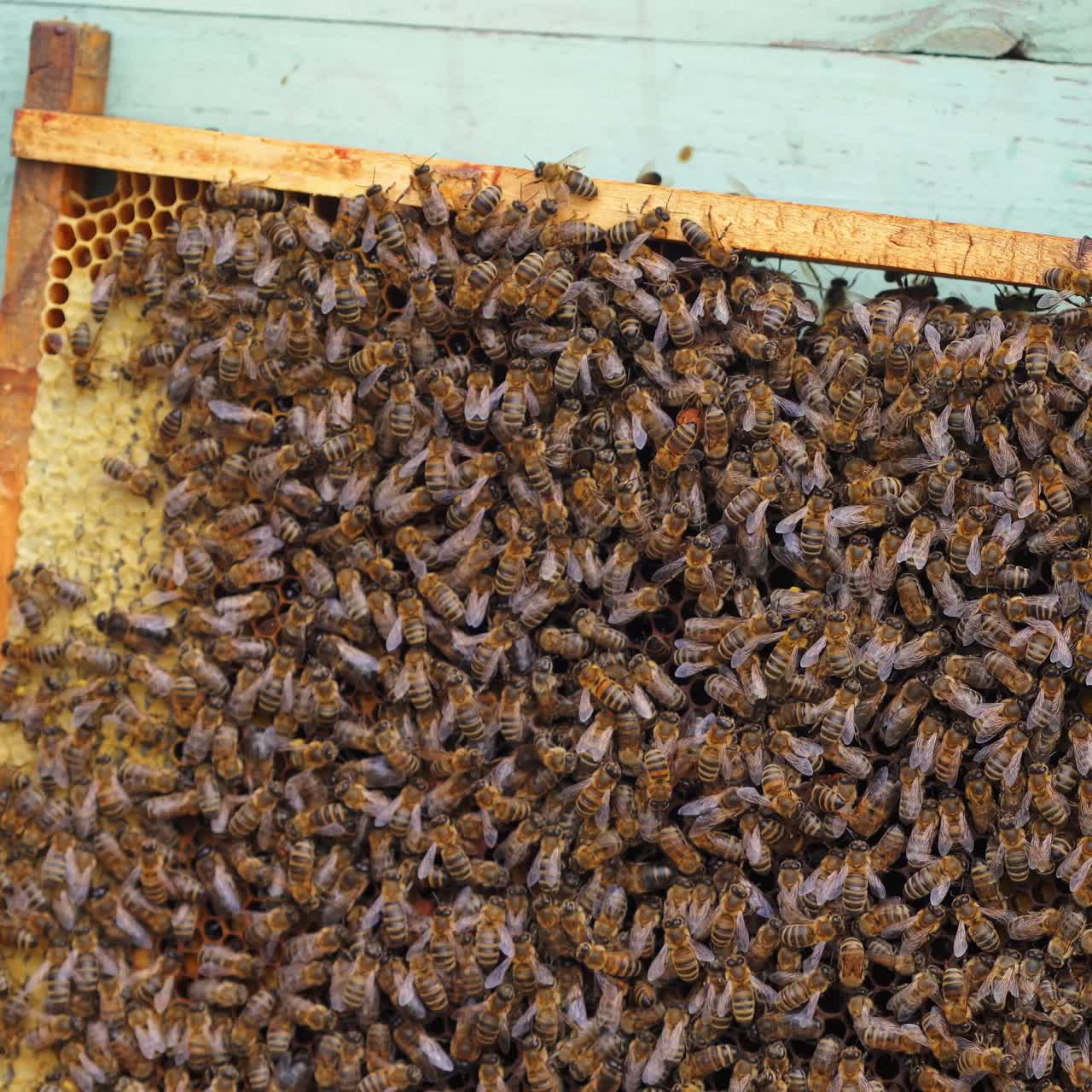 Working bees on honeycomb. Frames of a bee hive. Apiculture