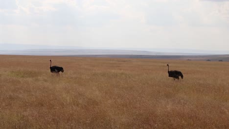 two ostriches in the african savanna
