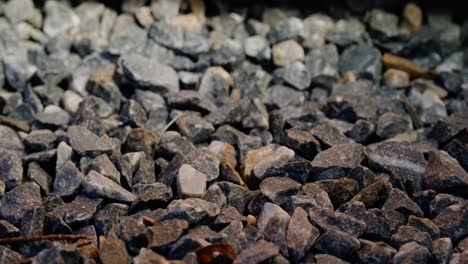 close up from the side of a gravel road with some maple seeds between the stones