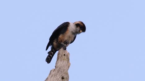 the black-thighed falconet is one of the smallest birds of prey found in the forests in some countries in asia