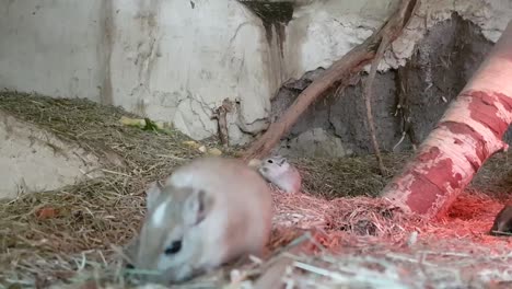 mongolian gerbil mouses playing and running around