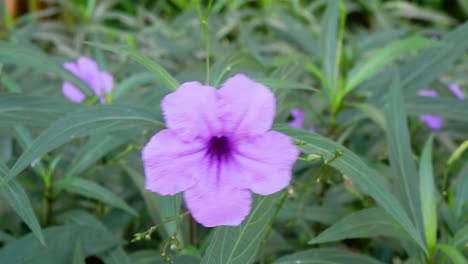 el lapso de tiempo de una flor púrpura que florece en la naturaleza