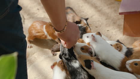 farmer feeds hungry domestic guinea pigs with food from hand