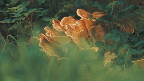 a huge orange oyster mushroom in the green forest undergrowth