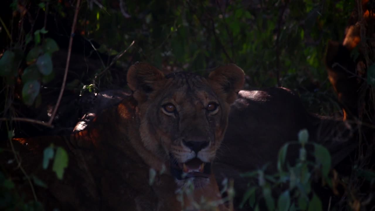 Furious lioness at nightfall looking at camera with her yellow eyes ready to hunt