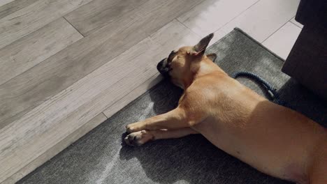 a small sweet french bulldog lies on the floor on a grey carpet in the house, drags out and looks at the lens, is curious about the whole situation