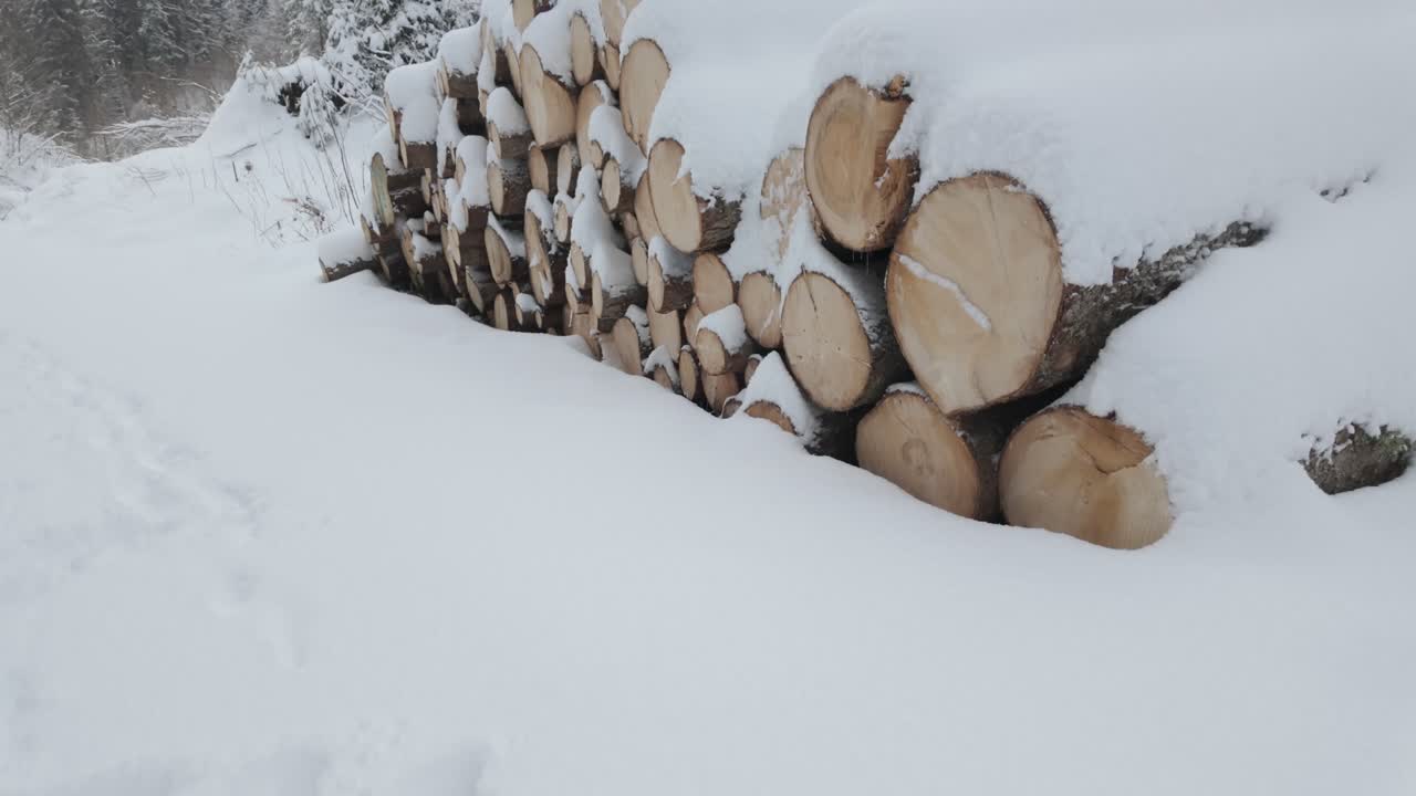 Pile Of Logs Covered With Snow Near The Pine Tree Forest