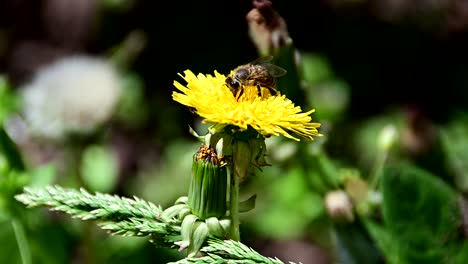 Footage-of-Bee-collecting-pollen-from-yellow-flower