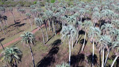 aerial view of yatay palms (butia yatay) forming a dense green canopy within el palmar national park in entre ríos, argentina.