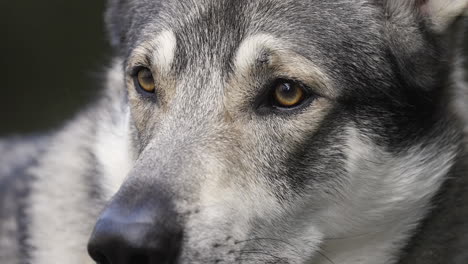 face of a still wolfdog with yellow eyes and grey fur, super close up