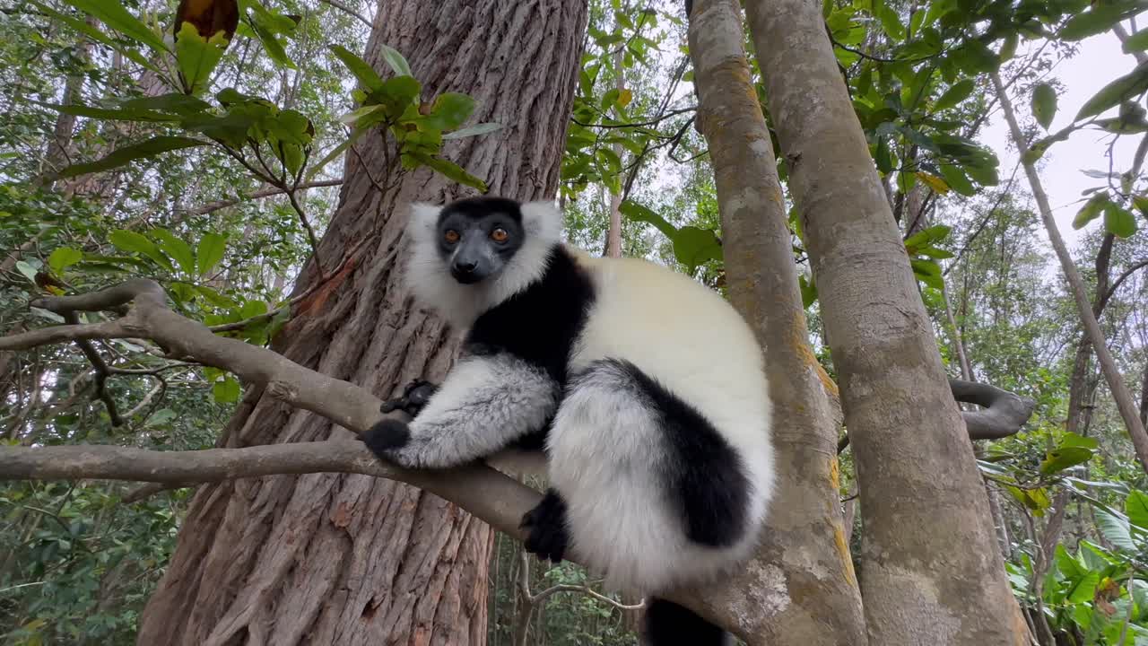 Close-up de um lêmure-de-rufo-preto-e-branco sentado em uma árvore e olhando ao redor, Madagascar.