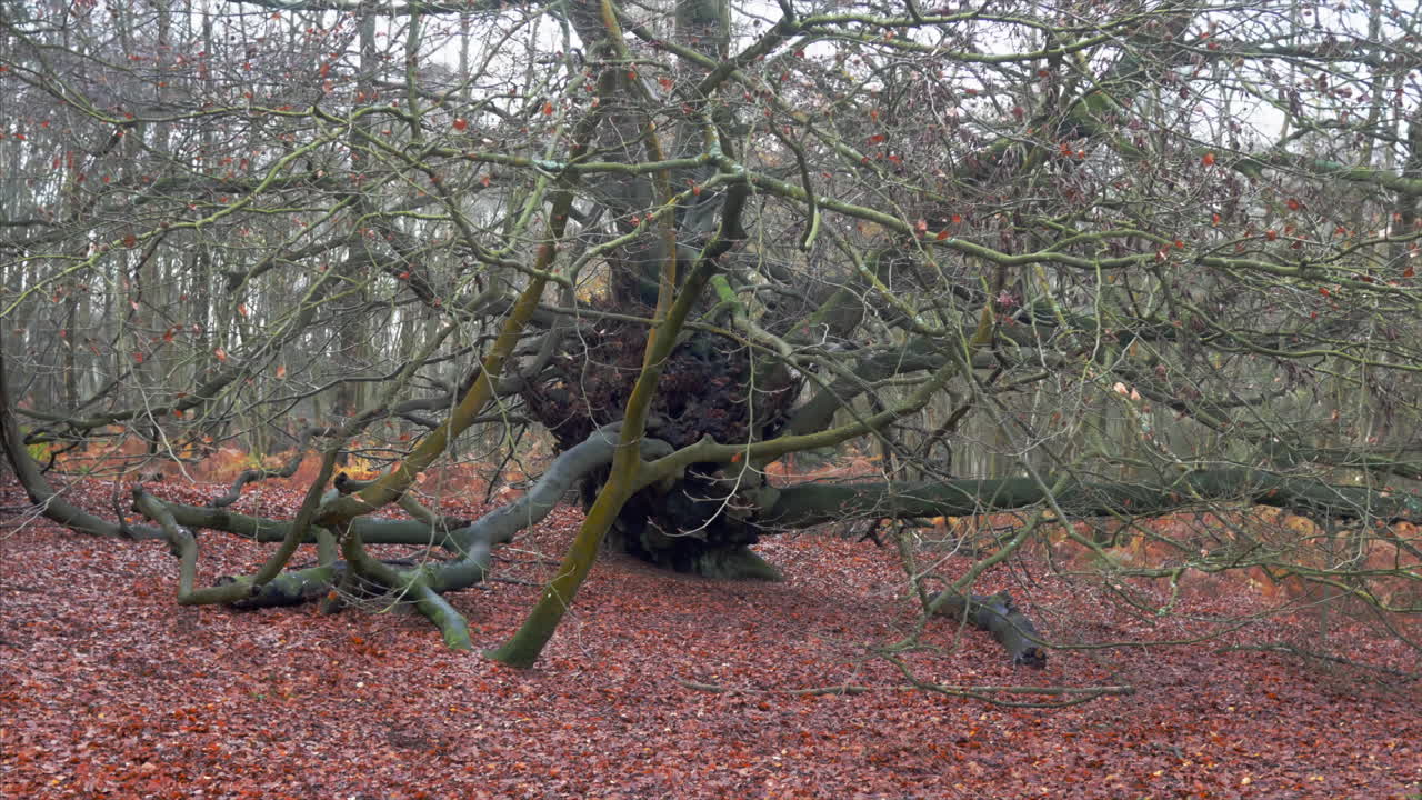 An old unique tree in the deep forest.
