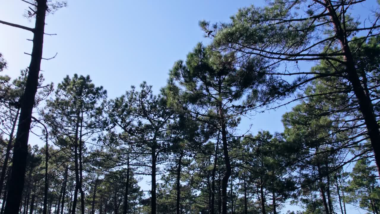 숲속의 나무들 사이에서 앞으로 그리고 낮게 움직이다