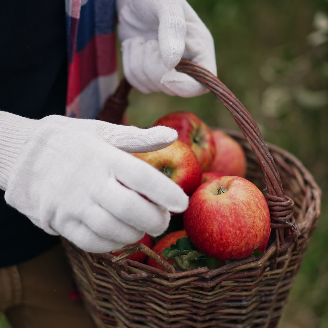 Unrecognized man in checkered shirt holding a basket of apples. Male farmer in gloves takes apples and shoves it closer to the camera
