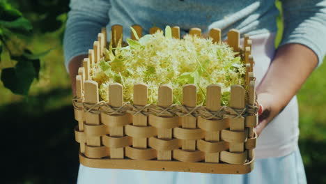 the farmer holds a basket with the collection of linden medicinal plants and herbs