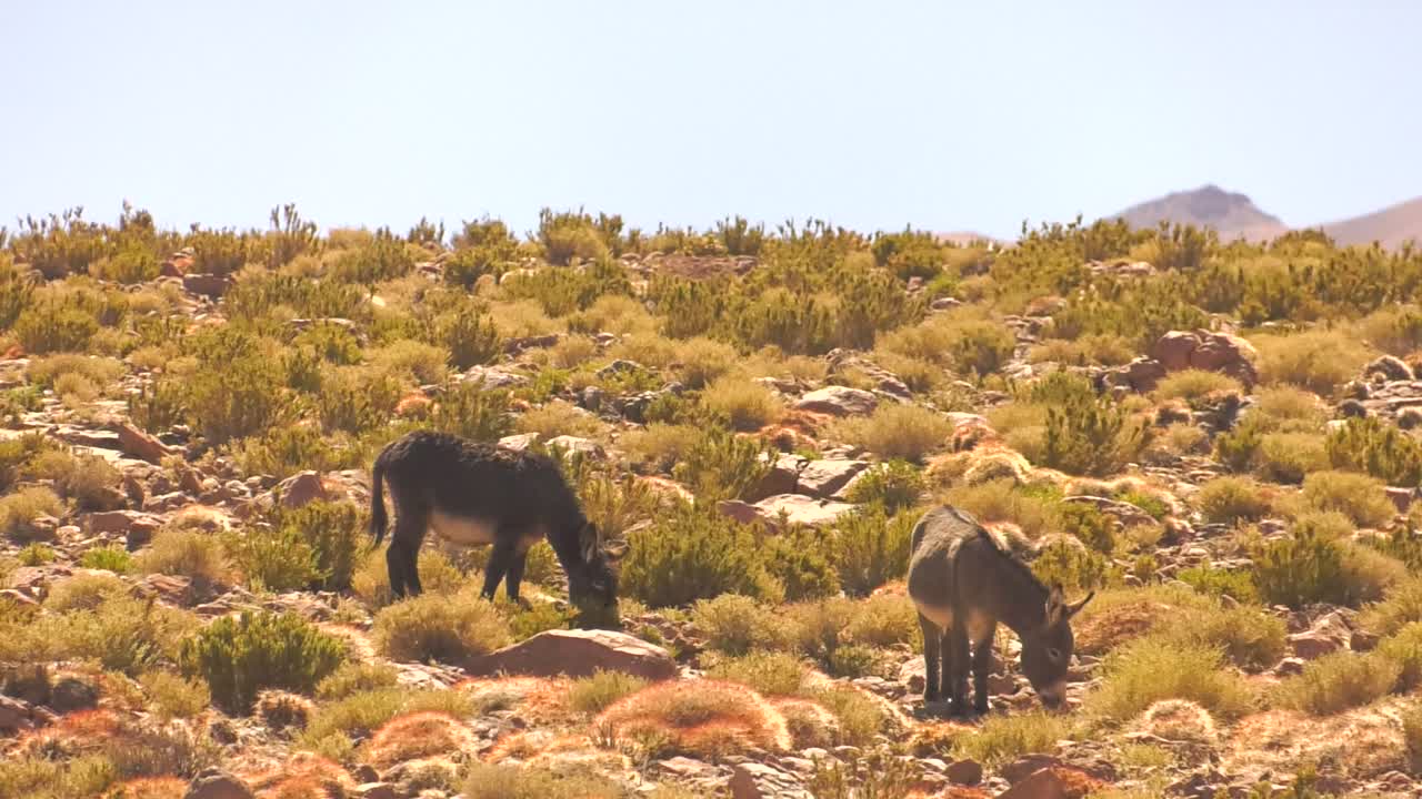 사막에서 풀을 뜯고 있는 산 페드로 데 아타카마의 야생 당나귀 두 마리