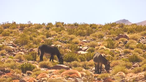 dos burros salvajes en san pedro de atacama, pastando en el desierto