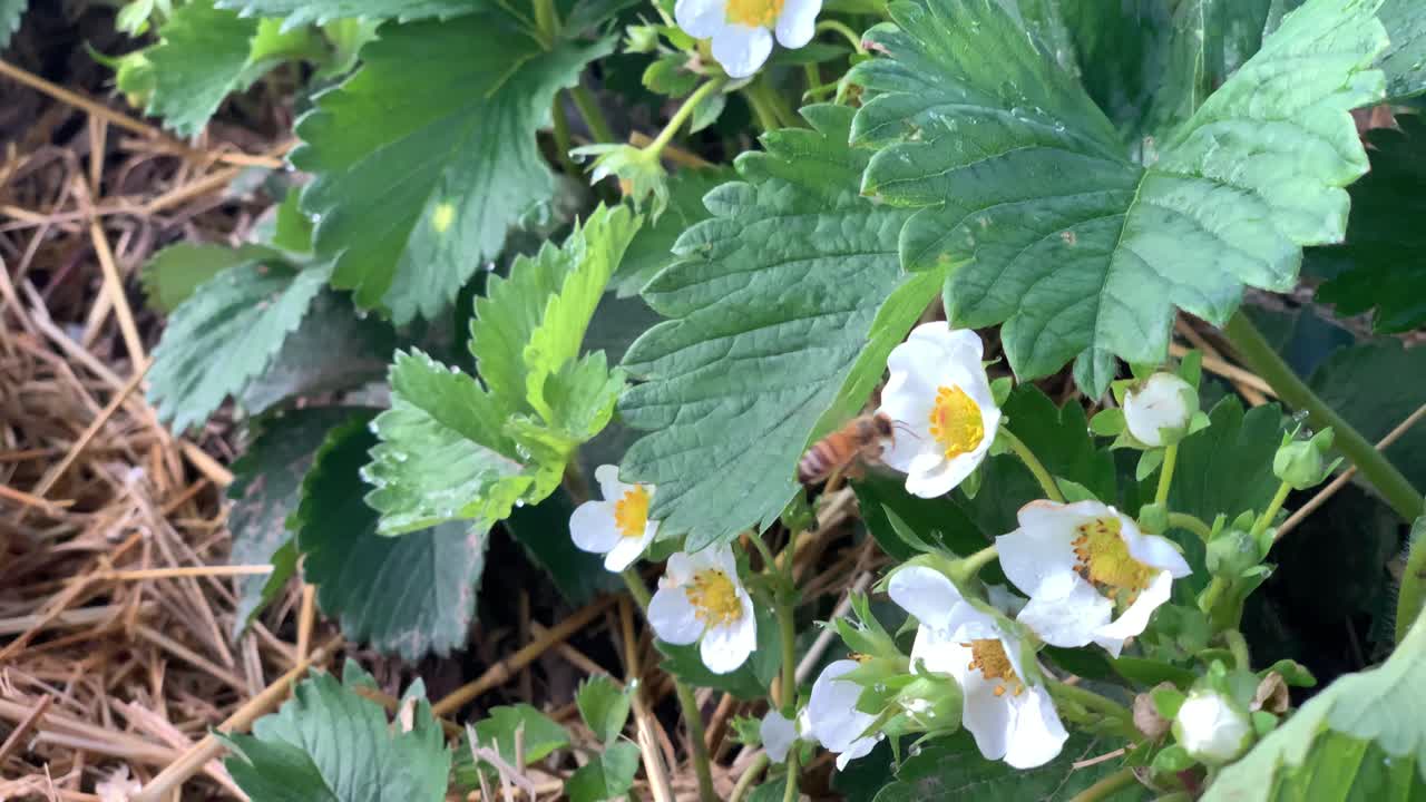 딸기 꽃 근처에서 슬로우 모션으로 날아가는 벌