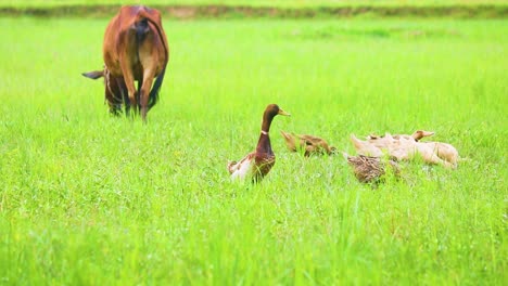 grass field wanderlust: ducks and a majestic cow roaming the fields