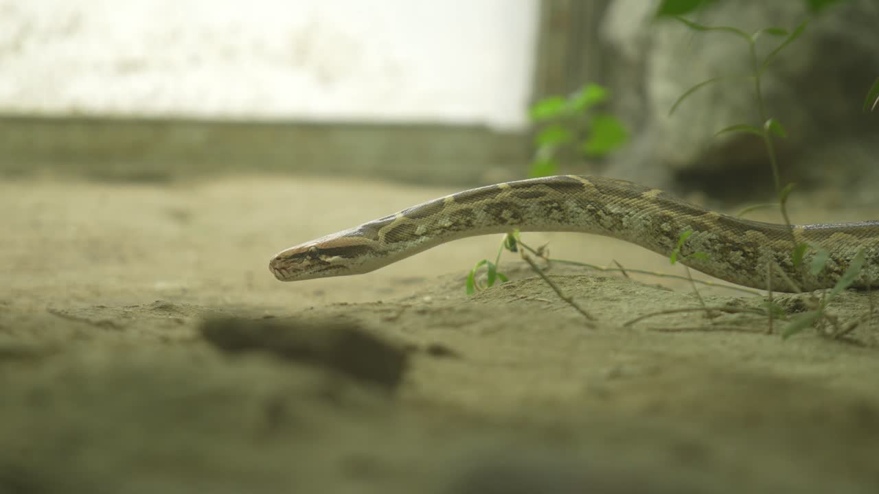 Le python dans le zoo