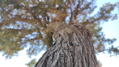 Camera-passage-along-a-tree-situated-on-the-island-of-Rhodes