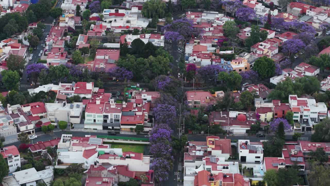 Primavera 2025, vista aerea di jacarande nelle strade di CDMX.