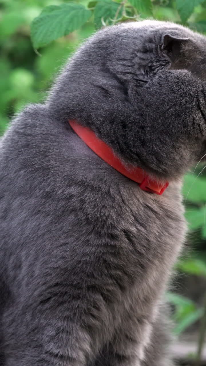 Scottish Fold cat with orange eyes and a red collar looking around in a garden. Vertical